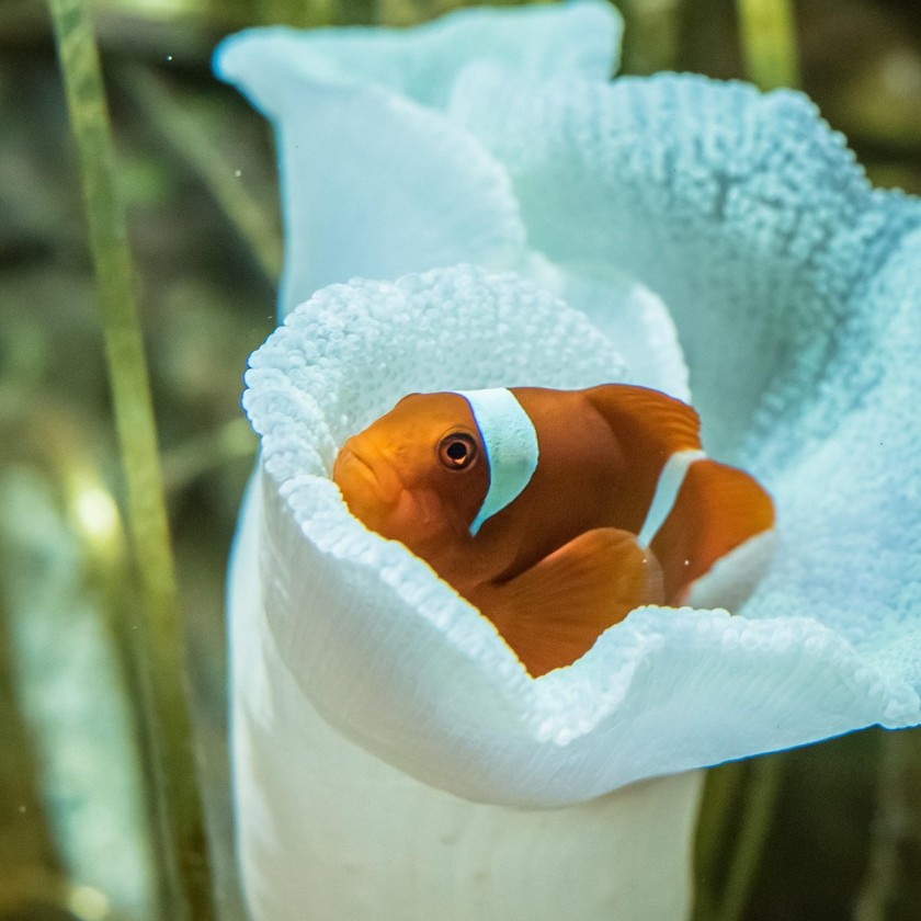 Top Big 5 Attraction